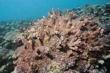 蕈狀杯形珊瑚 蕈狀杯形珊瑚