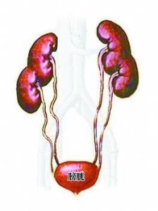 腸功能紊亂 腸功能紊亂