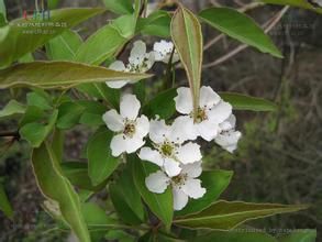 柳葉豆梨 柳葉豆梨
