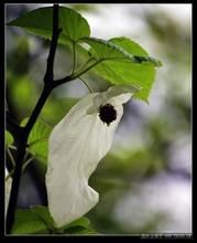 梵淨山鴿子花 梵淨山鴿子花