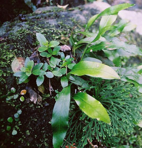 台灣劍蕨 台灣劍蕨