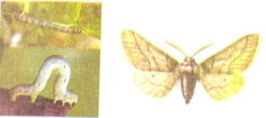 後弓曲蟲屬 後弓曲蟲屬