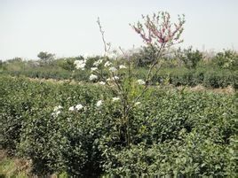 太湖碧螺春 太湖碧螺春