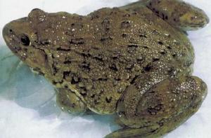 虎紋蛙