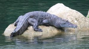 菲律賓鱷魚 菲律賓鱷魚