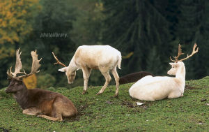 秘魯馬駝鹿 秘魯馬駝鹿