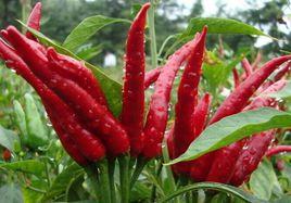 柘城辣椒 柘城辣椒