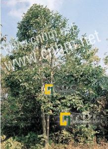 灰毛含笑（變種）