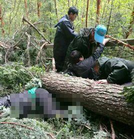 6·4九寨溝大樹吹倒事件 6·4九寨溝大樹吹倒事件
