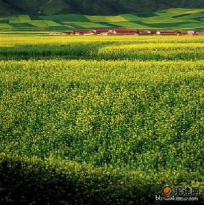 青海青海湖國家級自然保護區