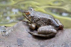 牛蛙[一種蛙科動物]