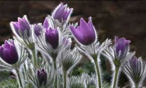 良鳳江國家森林公園