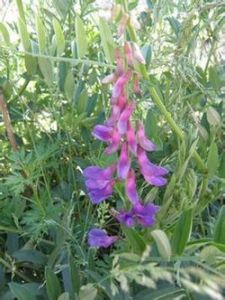 千山野豌豆 千山野豌豆