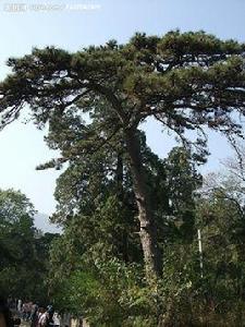 古松[艾青所寫詩歌]