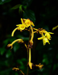 角萼唇柱苣苔 角萼唇柱苣苔