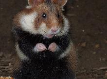 黑腹倉鼠 黑腹倉鼠