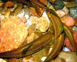 泰山赤鱗魚