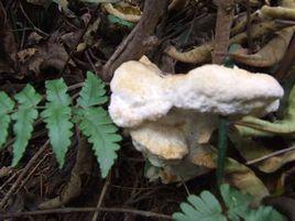 乳白栓菌 乳白栓菌