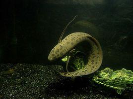 肺魚[硬骨魚綱動物]