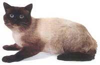 重點色英國短毛貓