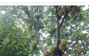 波羅蜜族 波羅蜜族