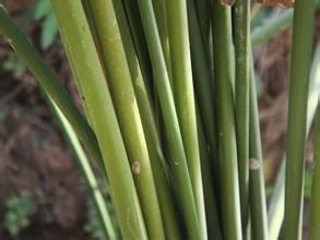 秤桿草[菊科植物山蘭]