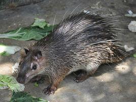 帚尾豪豬 帚尾豪豬