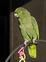 斑點亞馬遜鸚鵡指名亞種 斑點亞馬遜鸚鵡指名亞種