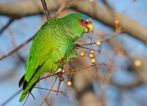 白眶亞馬遜鸚鵡 白眶亞馬遜鸚鵡