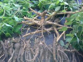 山胡蘿蔔[植物]