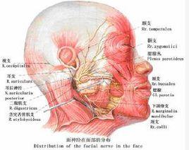 面神經疼 面神經疼