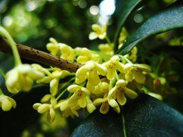 十月朔日詠桂 十月朔日詠桂