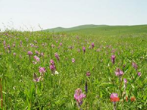 滿都胡寶拉格鎮