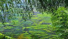 篁嶺萬畝梯田
