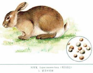 墨西哥兔 墨西哥兔