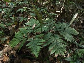 絨毛假陰地蕨 絨毛假陰地蕨