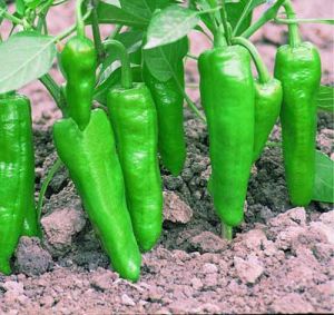 中椒6號 中椒6號