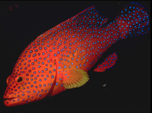 多點石斑魚 多點石斑魚