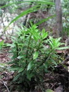 大關石杉 大關石杉