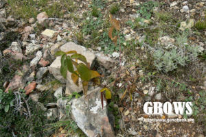 大理白前（原變種）