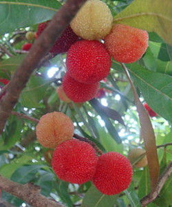 恆春楊梅 恆春楊梅