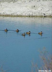 五家渠青格達湖旅遊區