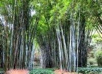 吊絲單竹 吊絲單竹