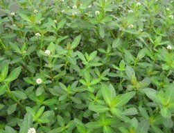 空心蓮子草[中藥]