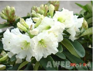 大白花杜鵑 大白花杜鵑