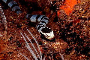 海洋金環蛇 海洋金環蛇