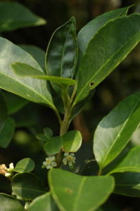 南嶺山礬 南嶺山礬