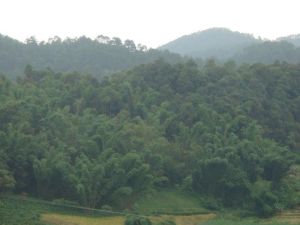 羅八新村 羅八新村