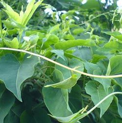 葫蘆交藤湯 葫蘆交藤湯