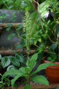 絲瓣玉鳳花 絲瓣玉鳳花